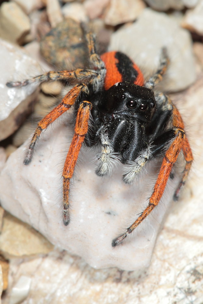 Philaeus chrysops (servizio fotografico completo)